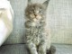 je place chaton maine coon 