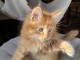 chaton maine coon disponible 