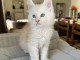 je donne mon chaton maine coon disponible 