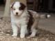 chiot berger australien disponible 