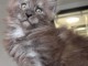 chaton maine coon m&acirc;le a donner 