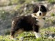 je donne chiot berger australien disponible 