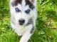 je donne chiot type husky sib&eacute;rien m&acirc;le 