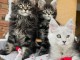 chaton maine coon disponible 