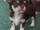 chiot chihuahua femelle a donner 