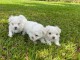 je donne chiot bichon maltais disponible 