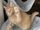 Chaton maine coon m&acirc;le 