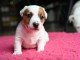 Je donne chiot jack ressel disponible 