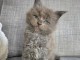 Je donne chaton Maine coon femelle 