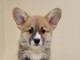 Welsh Corgi Pembroke &ndash; Magnifiques chiots