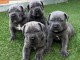 chiot Cane Corso disponible pour adoption 