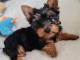 je donne chiot Yorkshire terrier 