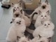 chaton ragdoll femelle et m&acirc;le disponible 