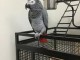 perroquet gris du Gabon pour adoption 