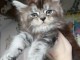 chaton maine coon disponible 