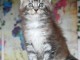 magnifique chaton maine coon disponible 
