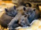 chaton ch&acirc;treux disponible pour adoption 