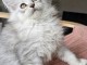 chatons m&acirc;le Maine coon 