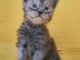 je donne chaton Maine coon disponible 