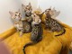 adoption chaton Bengal disponible 