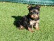 je donne chiot Yorkshire terrier femelle 