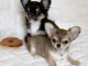 chiot chihuahua disponible 