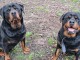 chiot rottweiler disponible pour adoption 