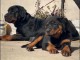 chiot rottweiler disponible pour adoption 