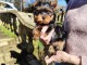 magnifique chiot type Yorkshire 