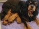 chiot cavalier king charle disponible 
