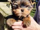 je donne chiot Yorkshire femelle &agrave; donner 