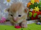 je donne mon chaton maine coon m&acirc;le 
