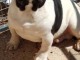 Dons b&eacute;b&eacute; chiot bouledogue fran&ccedil;ais 