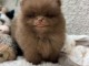 magnifique chiot spitz nain &agrave; vendre 