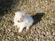 adorable chiot spitz nain 