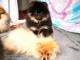 adorable chiot spitz nain disponible 