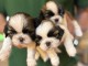 Dons b&eacute;b&eacute; chiot Shih Tzu lof 