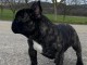 adoption chiot bouledogue fran&ccedil;ais disponible 