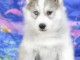 chiot husky sib&eacute;rien 