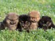 annonce chiot spitz allemand disponible 