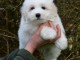 chiot coton de Tul&eacute;ar adorable disponible 