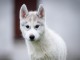chiot husky sib&eacute;rien adorable 