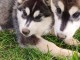 deux chiots husky sib&eacute;rien m&acirc;le et femelle 