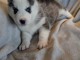 Je donne chiot husky sib&eacute;rien m&acirc;le 