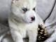 Magnifique chiot husky sib&eacute;rien 