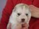 Adorable chiot husky sib&eacute;rien femelle 