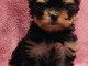 Je donne chiot Yorkshire terrier femelle 