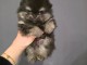Je donne chiot spitz allemand disponible 