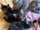 je donne chaton Maine coon disponible 