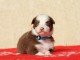 chiot berger australien disponible 